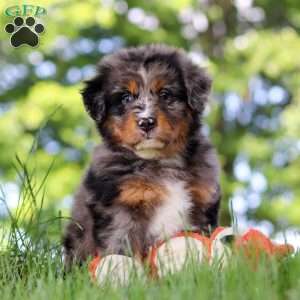 Bumblebee, Mini Bernedoodle Puppy
